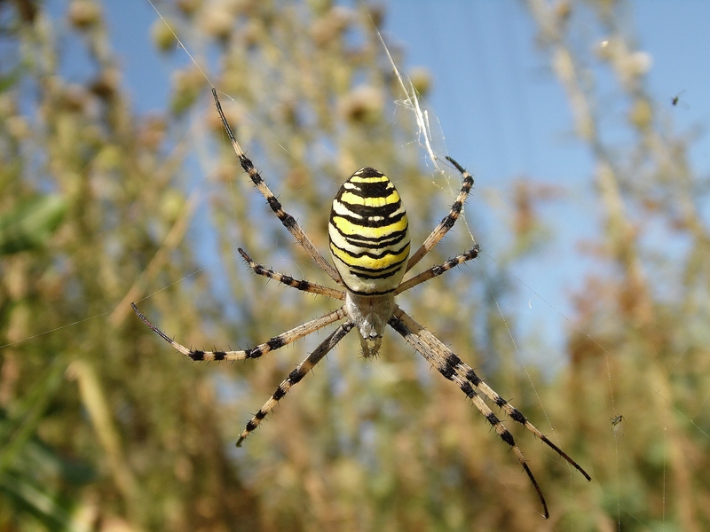 La bella Argiope...
